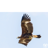 گونه عقاب طلایی Golden Eagle